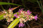 Swamp loosestrife